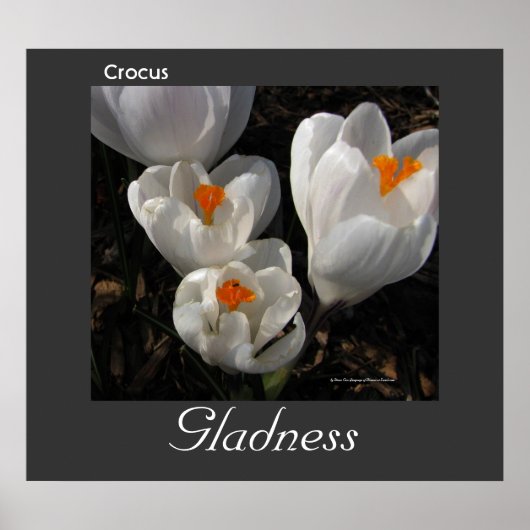 Sprache der Blume Crocus Gladness Poster (Vorne)