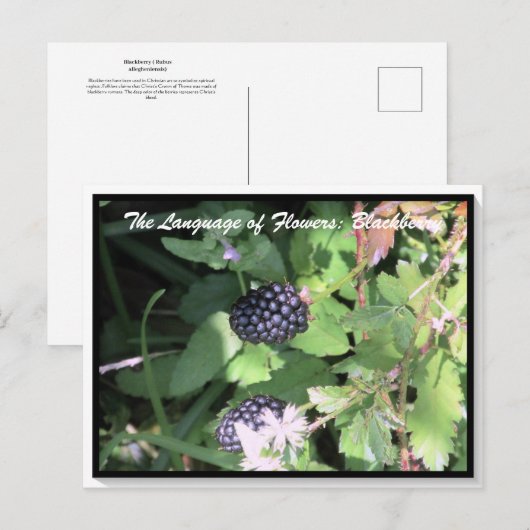 Sprache der Blume Die BlackBerry Postkarte (Vorne/Hinten)
