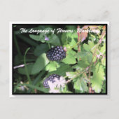 Sprache der Blume Die BlackBerry Postkarte (Vorderseite)