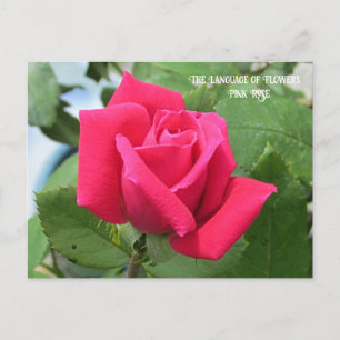 Sprache der Blume Rosa Rose Postkarte
