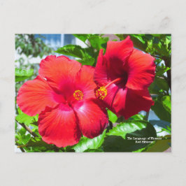 Sprache der Blume Roter Hibiskus Postkarte