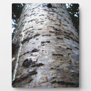 Sprache eines Baumes Fotoplatte