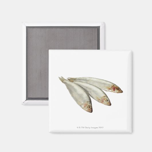 Sprats Magnet (Vorderseite/Rückseite)