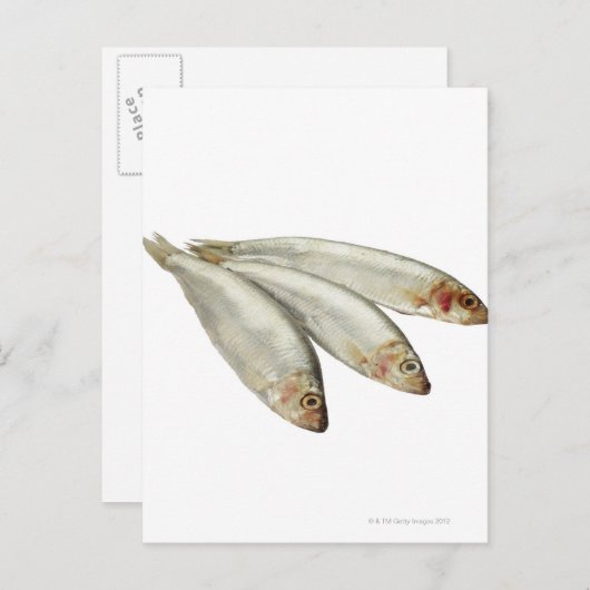 Sprats Postkarte (Vorne/Hinten)