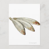 Sprats Postkarte (Vorderseite)