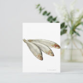 Sprats Postkarte (Stehend Vorderseite)