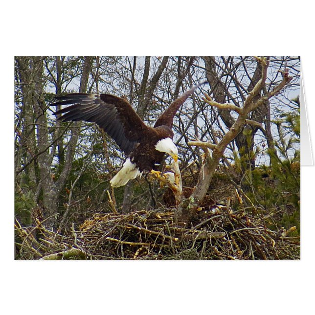 Spread Eagle (Vorderseite (Horizontal))