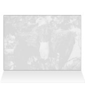 Spread Eagle (Innenansicht Horizontal (Oben))