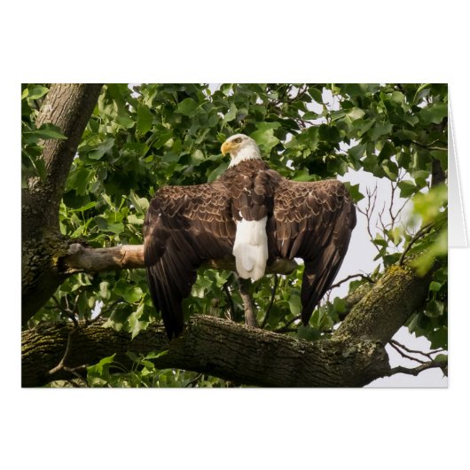 Spread Eagle (Vorderseite (Horizontal))