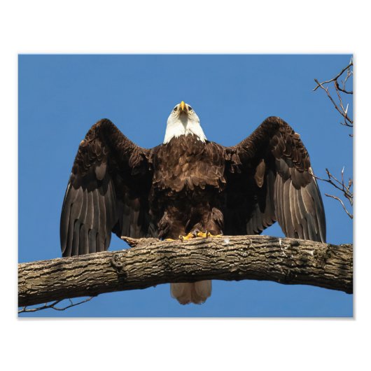 Spread Eagle Fotodruck (Vorne)