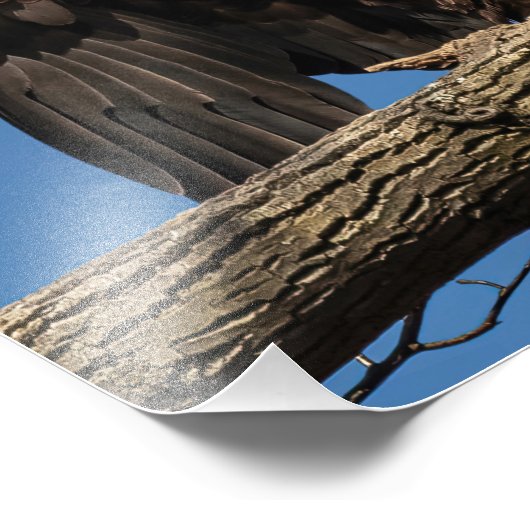 Spread Eagle Fotodruck (Ecke)