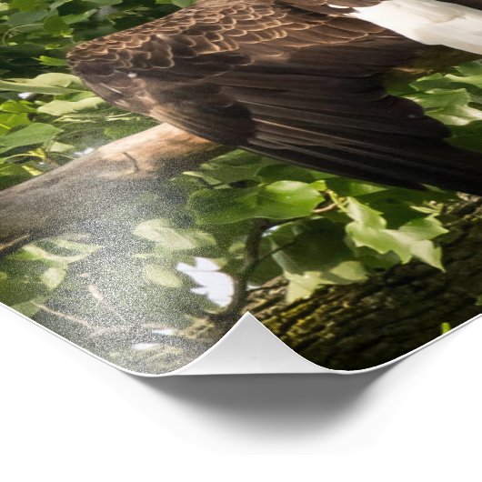 Spread Eagle Fotodruck (Ecke)