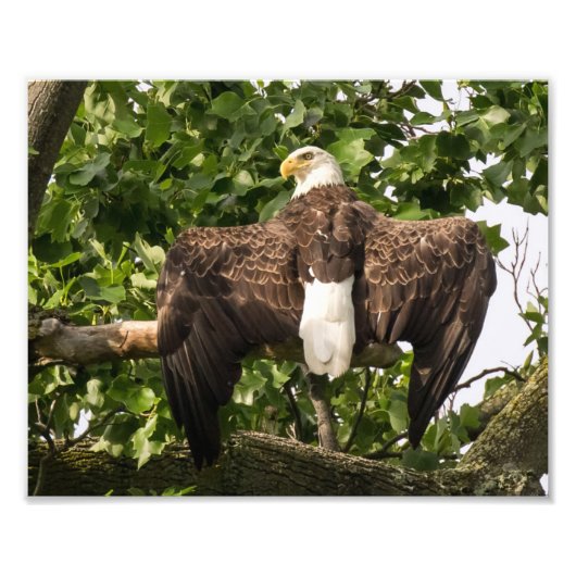 Spread Eagle Fotodruck (Vorne)