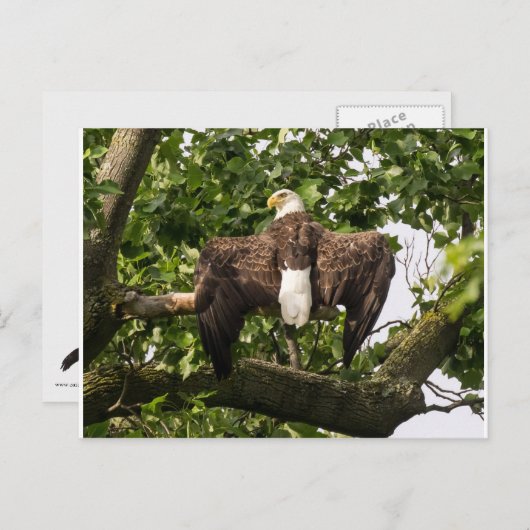 Spread Eagle Postkarte (Vorne/Hinten)