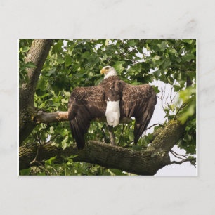 Spread Eagle Postkarte