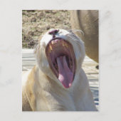 Spread The News! Postkarte (Vorderseite)