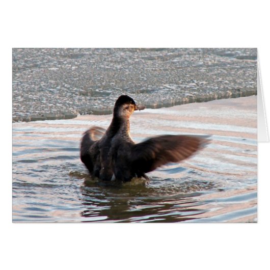 Spread your Wings (Vorderseite (Horizontal))