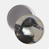 Sprechen Sie die Ente Magnet (Vorderseite/Rückseite)