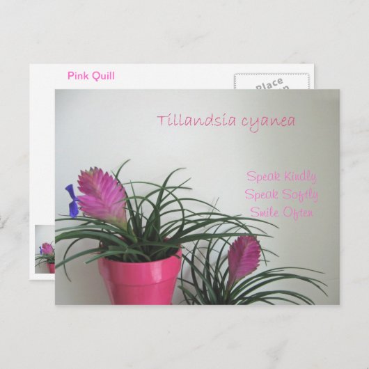 Sprechen Sie freundlich rosa Quill Postcard Postkarte (Vorne/Hinten)