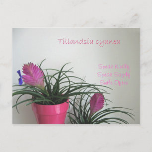 Sprechen Sie freundlich rosa Quill Postcard Postkarte