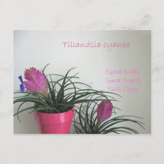 Sprechen Sie freundlich rosa Quill Postcard Postkarte