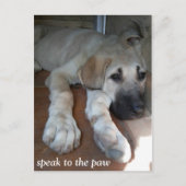 Sprechen Sie mit der Tatze Postkarte (Vorderseite)