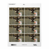 Sprengladender Adler (Vorne)