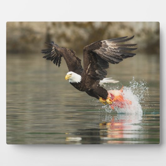 Sprengladender Adler Fotoplatte (Vorderseite)