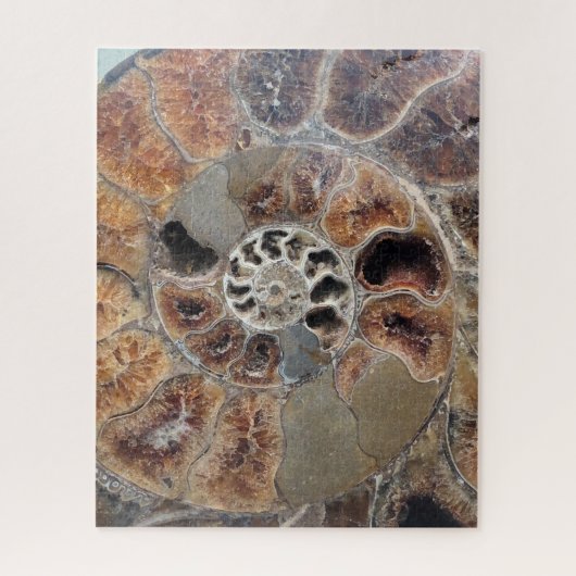 Sprial Muschel Fossil Puzzle (Vertikal)