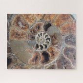 Sprial Muschel Fossil Puzzle (Horizontal)