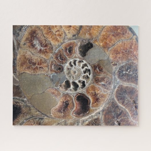 Sprial Muschel Fossil Puzzle (Horizontal)