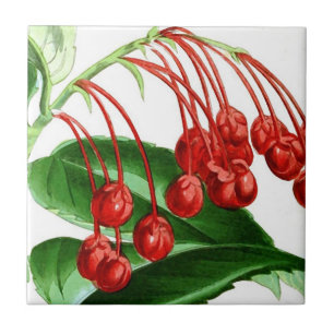 Sprig der roten Beeren, Vintager Druck Fliese