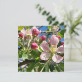 Spring Apple Blossoms (Stehend Vorderseite)