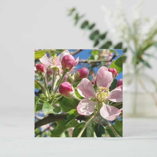 Spring Apple Blossoms (Stehend Vorderseite)