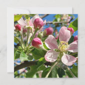 Spring Apple Blossoms (Vorderseite)