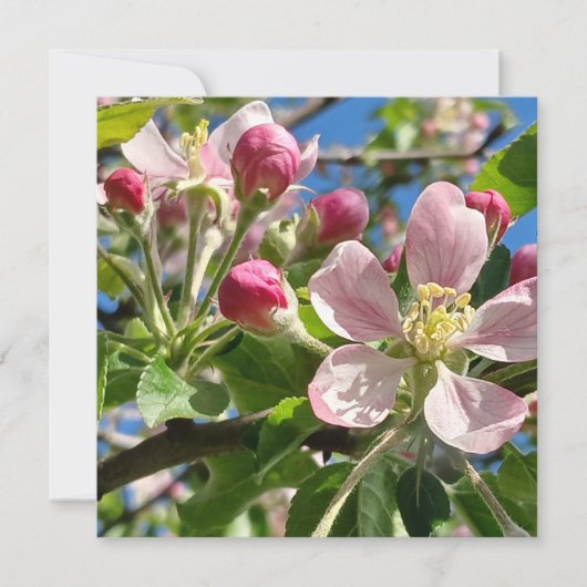 Spring Apple Blossoms (Vorderseite)