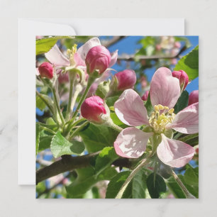 Spring Apple Blossoms