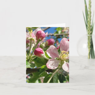 Spring Apple Blossoms