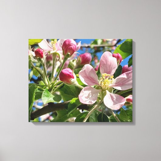 Spring Apple Blossoms Leinwanddruck (Vorderseite)