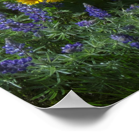 Spring Balsam Superbloom Poster (Ecke)