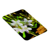 Spring Beauty eine Lila Wildblume Abstrakt Magnet (Rechte Seite)
