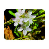 Spring Beauty eine Lila Wildblume Abstrakt Magnet (Horizontal)
