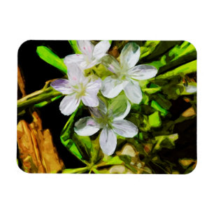 Spring Beauty eine Lila Wildblume Abstrakt Magnet