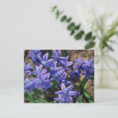 Spring Beauty, (Scilla Sibirica) Blume Postkarte (Stehend Vorderseite)