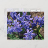 Spring Beauty, (Scilla Sibirica) Blume Postkarte (Vorne/Hinten)