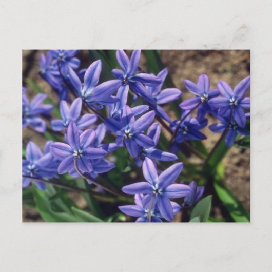 Spring Beauty, (Scilla Sibirica) Blume Postkarte (Vorderseite)