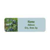 Spring Berry Foto Pine Tree Evergreen Branch (Vorne)