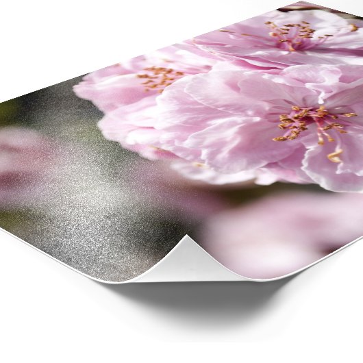 Spring Blossom Fotodruck (Ecke)