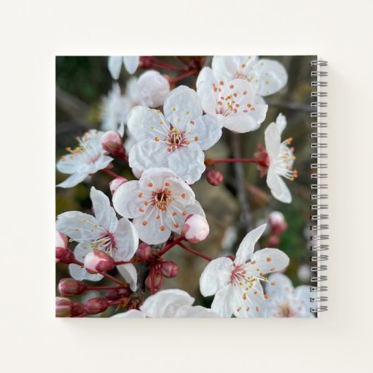 Spring Blossom Notizblock (Rückseite)