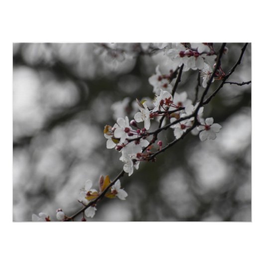 Spring Blossom Poster (Vorderseite)